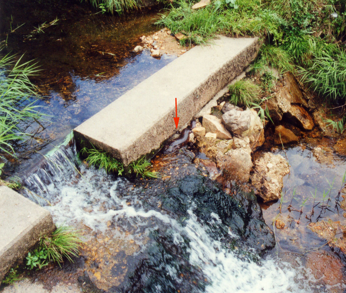 Andrias japonicus Dam 4 Male 1